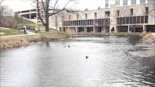 3 Ducks Vs Hawk Pimp Slap