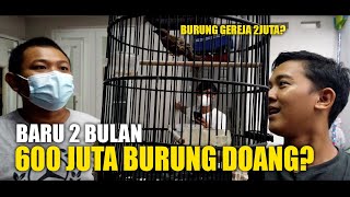 GILA!! 2 BULAN 600JUTA UNTUK BELI BURUNG??