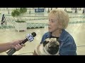 Dog show opens at Canfield Fairgrounds