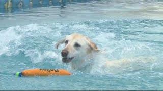 Dog show opens at Canfield Fairgrounds