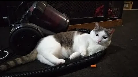 Video 3157871: munchkincat munchkins, cat munchkincat fetch, munchkincats cute cat, little munchkin cat, munchkin cat playing, cute cat chased