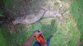 Cutting up fallen tree 2, Go Pro Head Strap, Husqvarna 460 Rancher Chainsaw