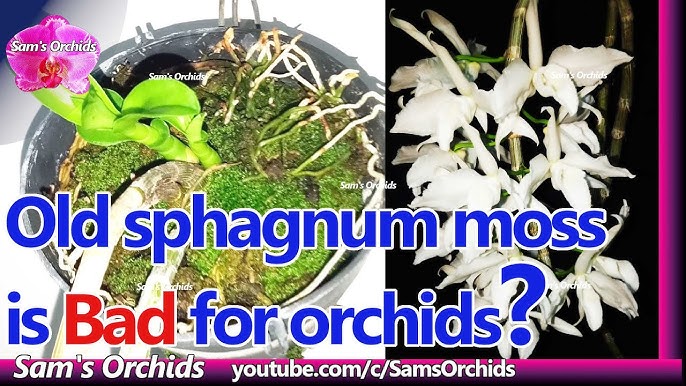 Repotting Orchids in sphagnum moss ONLY (the RIGHT way) 👍 