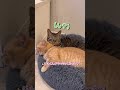 どんなに大きくなっても先住猫ジルに甘えちゃうルナくん...www