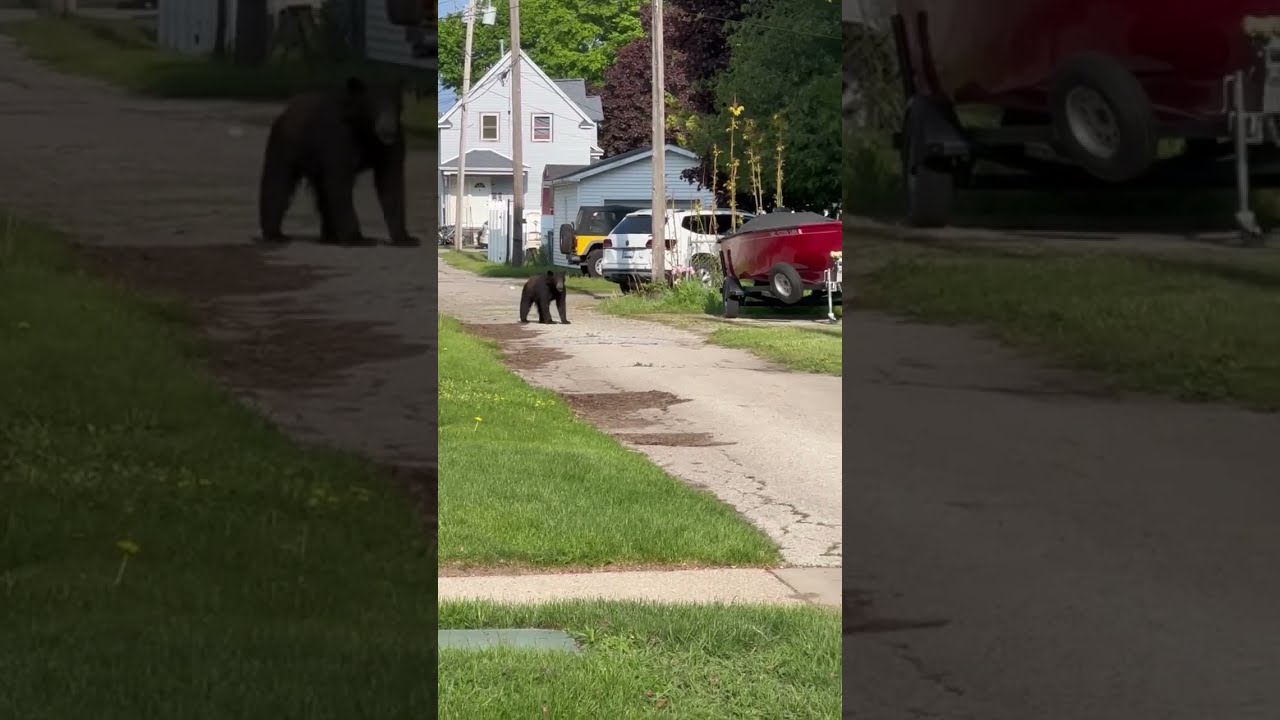 Black bear near Up North Michigan beach town - YouTube