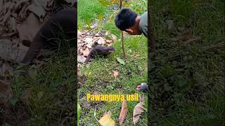 otter sirembo #bayiotter #degen otter #animals #otter bonding #nature #berang berang