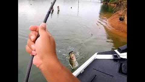 câu cá vược khủng bằng cá giả