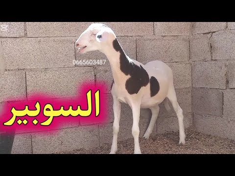 هاو السوبير ديال حولية الدمان 