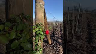 Vinícola Undurraga No Peio 3 Em 1 Ótimo Para Quem Tem Pouco Tempo Na Cidade