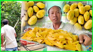 1829 - Today to pick mangoes, very good fruit, but worthless in Cambodia