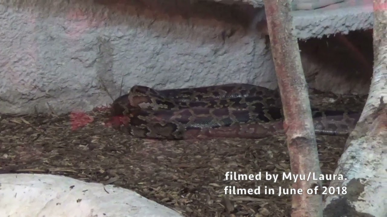 Snakes at Olmense Zoo in Olmen