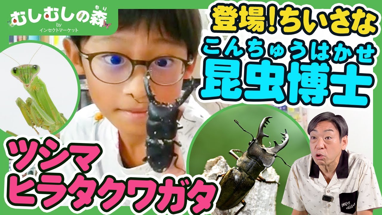 生き物昆虫 Insects] A little insect expert appears! Uncovering the secrets of