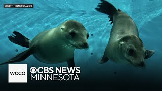 Meet the Minnesota Zoo’s new sea lions