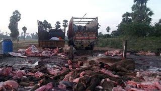 2 Tons Of Camel Meat Seized While Being Transported To Hyderabad