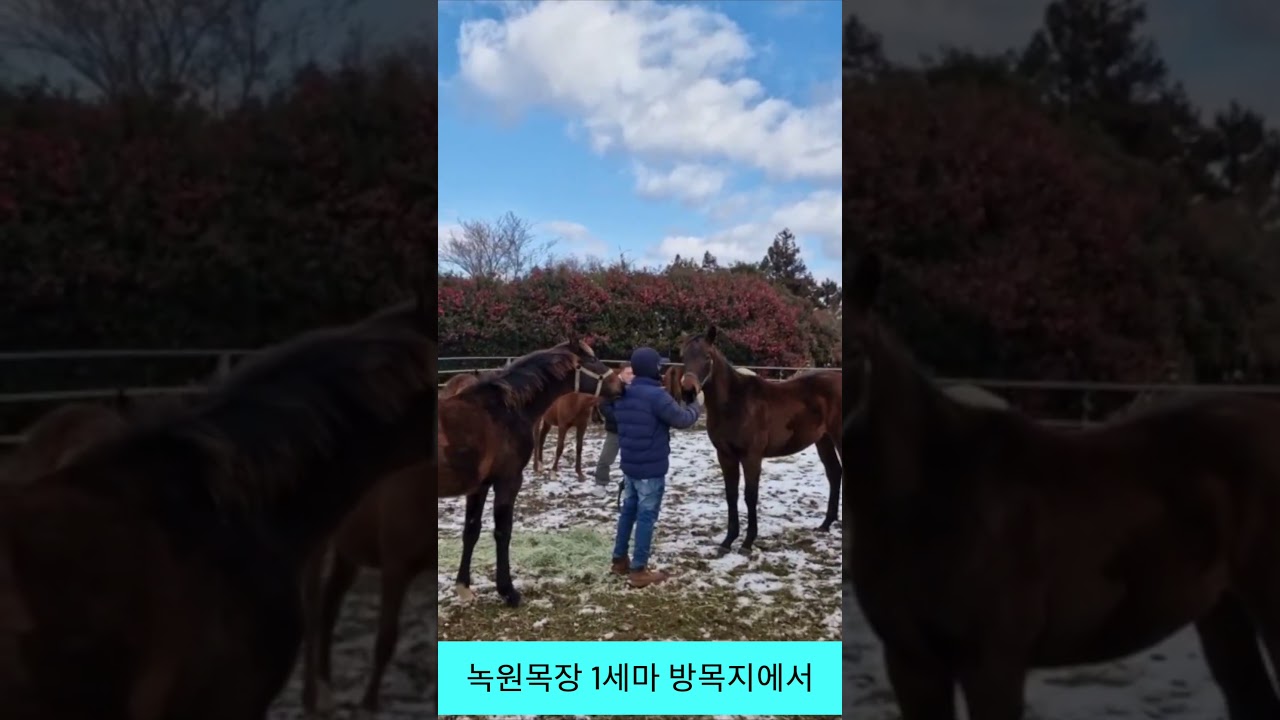 녹원목장 1세마 방목지에서01