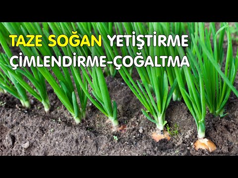 Taze Soğan Nasıl Ekilir? Saksıda Yeşil Soğan Nasıl Yetiştirilir?