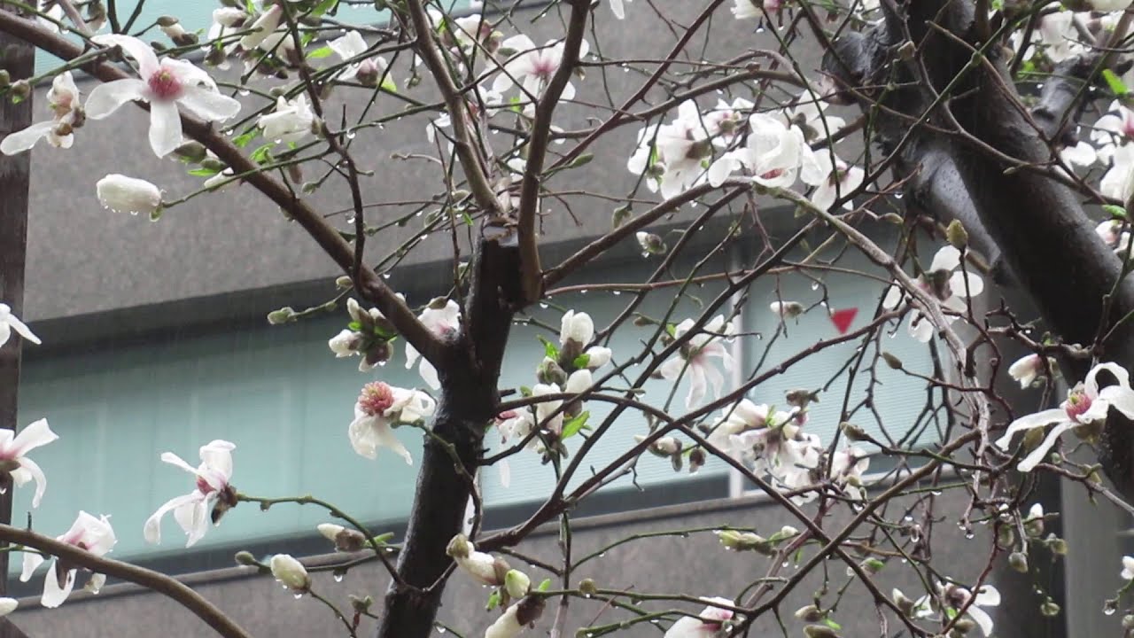 新日本橋のコブシの花 Youtube