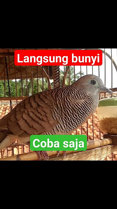 pikat dan pancingan perkutut