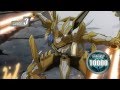 Cardfight!! Vanguard - Aichi Rides White Hare In The Moon's Shadow Pellinore