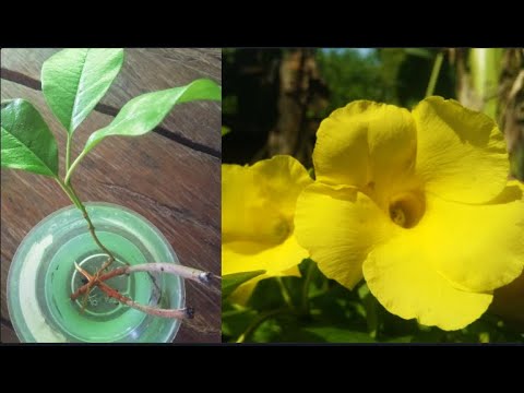 Como propagar Yellowbell PLANTA DE CUTTTINGS: Allamanda PLANT