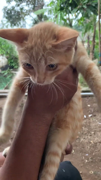 Kuwesel #shorts #feedshorts #subscribe #cat #cats
