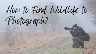 How to Find Wildlife to Photograph screenshot 4