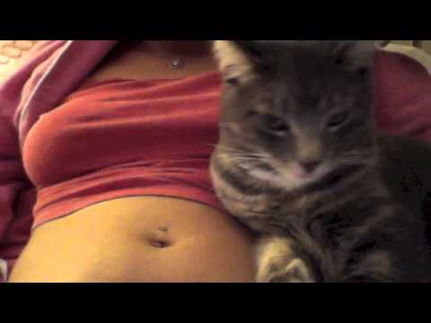 Kitten loves bellybuttons