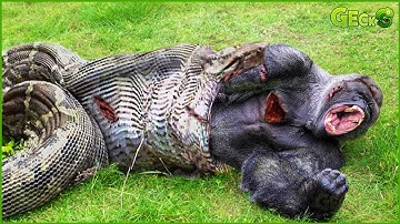 30 Terrifying Moments When Gorilla Tries To Escape From Giant Python, Can It Survive? | Animal Fight