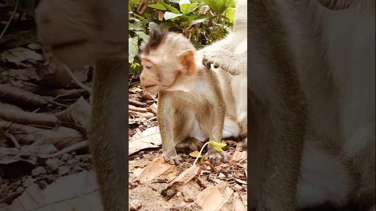 baby monkey 🐒🐵 need milk not mommy grooming for baby 