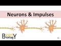 Neurons and Action Potentials