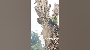 Woodcutter skills techniques for cutting down giant trees #shortvideo #chainsaw