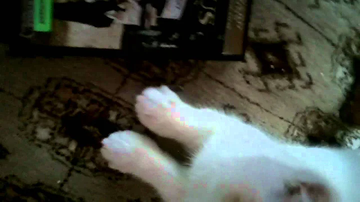 Watch the video about Exotic flame point shorthair kitten at play