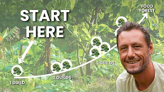 How to Start a Food Forest (With Just One Guild)