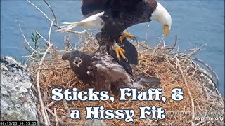 Sticks, Fluff &amp; a Hissy Fit on Two Harbors ~ 6/15/23 ~ Explore.org