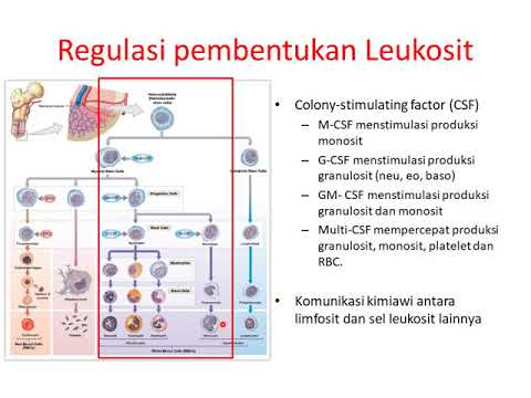 Kuliah Anatomi dan Fisiologi Manusia: Leukopoeisis dan regulasinya