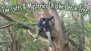 The Beech Tree - Wild Edibles, Identification, Facts, History & Folklore 🌲(Fagus sylvatica)