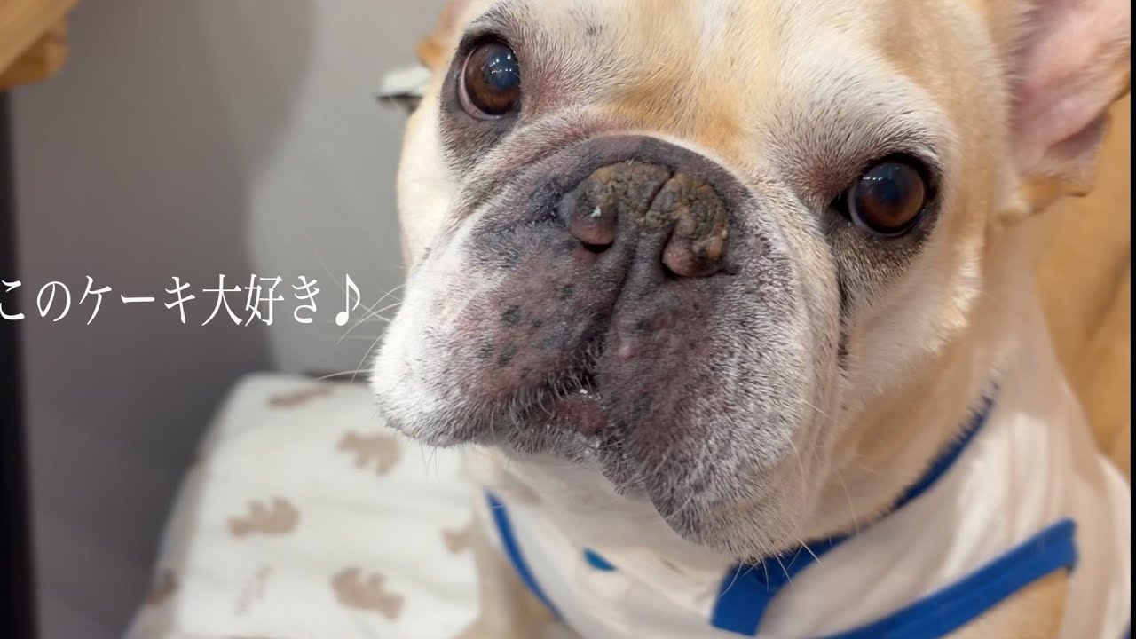 [Dog cake] 大切な息子くんに特別なバースデーケーキ♪