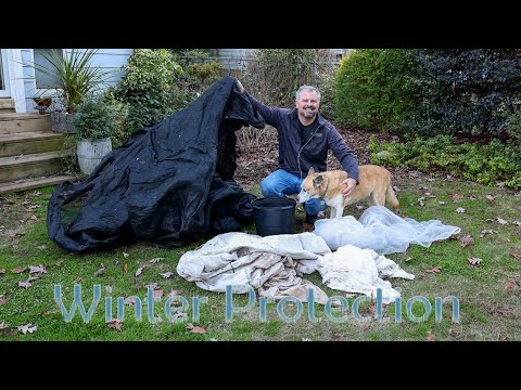 Video: Ziemas segums augiem: uzziniet par aizsargājošiem ziemas pārklājuma veidiem