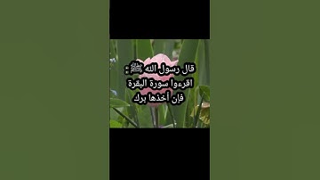 قال رسول الله ﷺ اقرءوا سورة البقرة فإن أخذها بركة و تركها حسرةولا تستطيعها