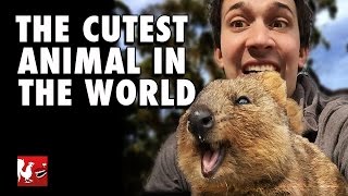Rt Life - The Cutest Animal In The World