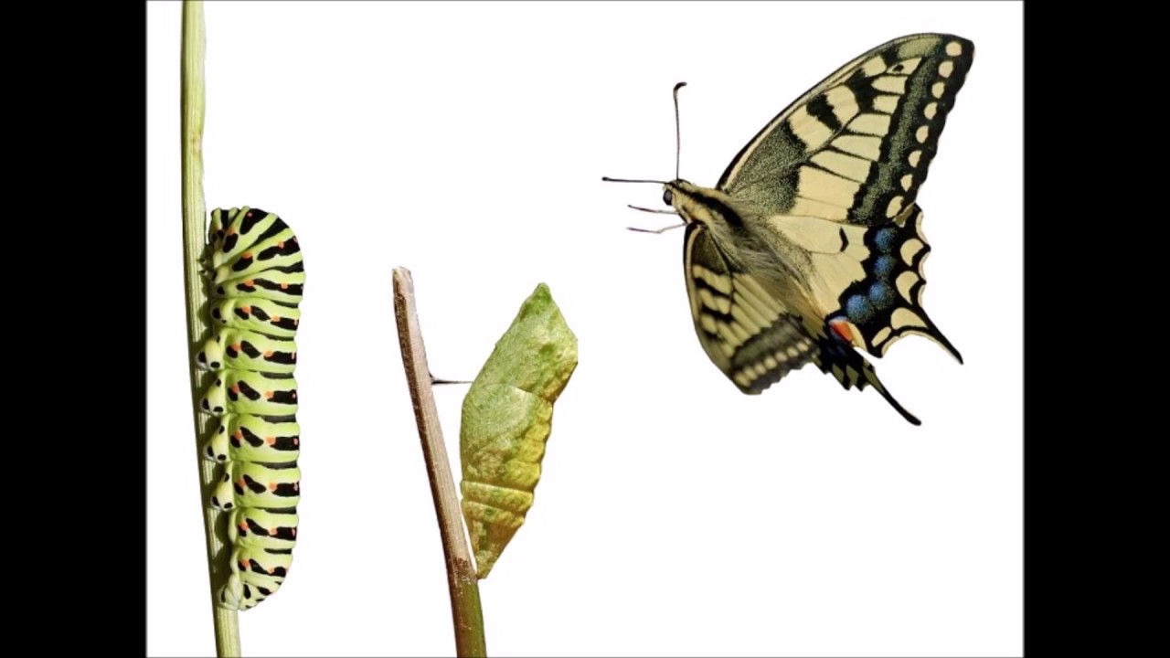 Schechter for Congress