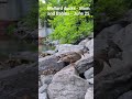Mallard ducks - Mom and Babies - June 25