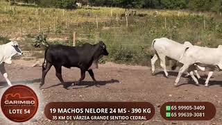 : LOTE 54   45o LEILAO