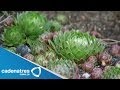 Propiedades de la planta 'Siempre Viva' / 'Siempre Viva' planta curativa
