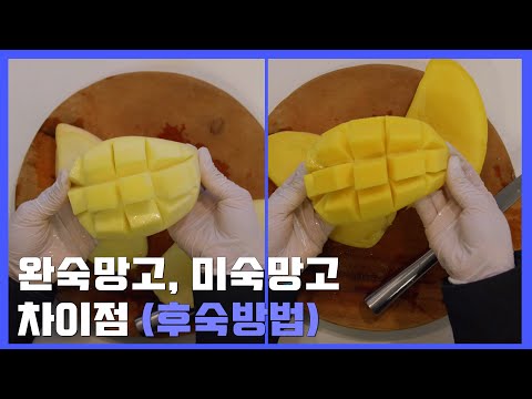 알고 먹으면 더 맛있는 망고