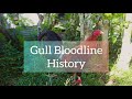 Gull bloodline history