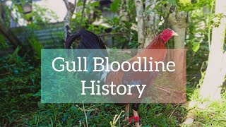 Gull Bloodline History screenshot 1