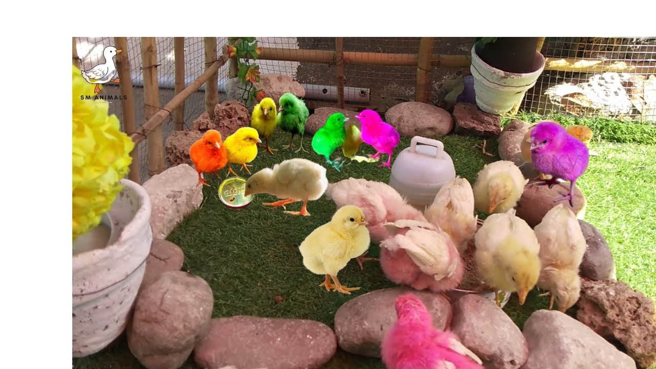 Chicks Food, How to make a baby chick eat, YouTube