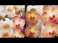 ШИКАРНАЯ орхидея ДАРВИН  в ЛЕНТА | Orchids ORCHID ОРЕНБУРГ Обзор ОРХИДЕИ