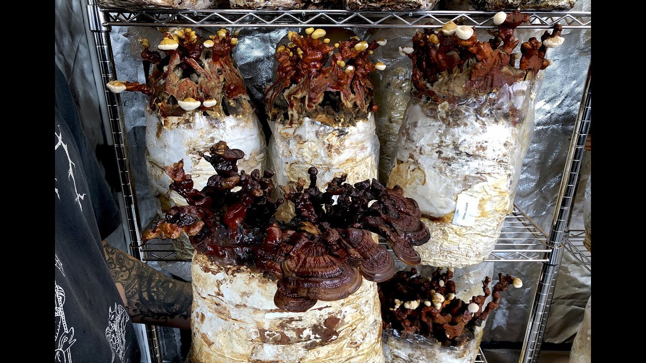 Про рейши и наш новый гроукит